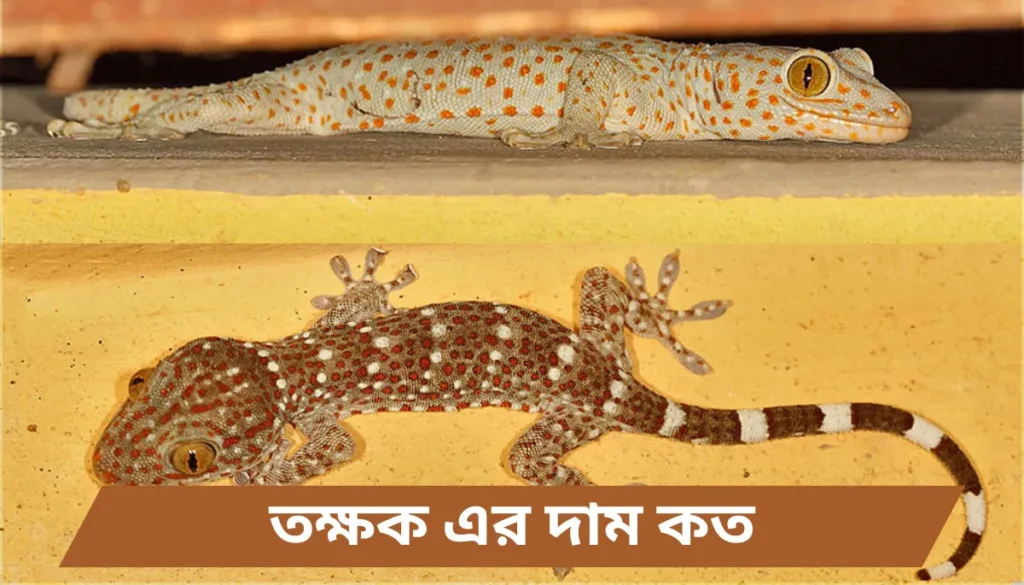 তক্ষক এর দাম কত