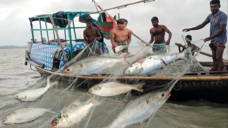 ইলিশ মাছের দাম